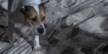 Cadela sem guia ataca chihuahua em Niteróií; animal é resgatado e busca novo lar