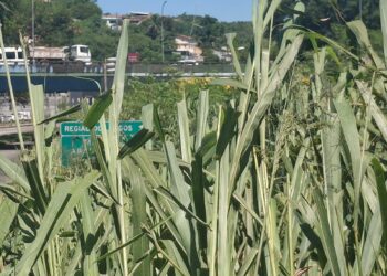 Mato Alto na RJ-104 em São Gonçalo Aumenta Risco de Acidentes e Gera Preocupação