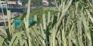 Mato Alto na RJ-104 em São Gonçalo Aumenta Risco de Acidentes e Gera Preocupação