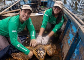 Reaparecimento de tartarugas-cabeçudas na Baía de Guanabara intriga pesquisadores