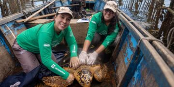 Reaparecimento de tartarugas-cabeçudas na Baía de Guanabara intriga pesquisadores