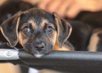 Mapa abre consulta pública para regulamentação de medicamentos veterinários genéricos