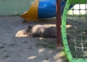 Porco é encontrado em parquinho no Fonseca e surpreende moradores de Niterói