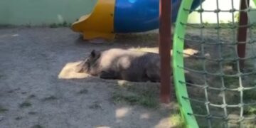 Porco é encontrado em parquinho no Fonseca e surpreende moradores