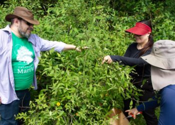 Prefeitura de Maricá Abre Inscrições para Visitas Guiadas sobre Plantas Medicinais