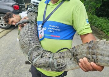 ASAS devolve dois jacarés e dois cágados à natureza