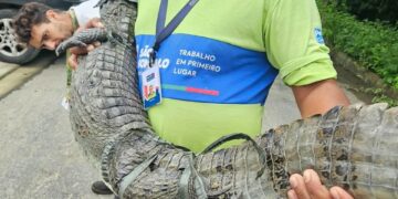 ASAS devolve dois jacarés e dois cágados à natureza
